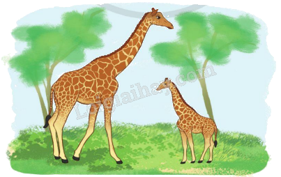 Toán lớp 5 Bài 33. Chia một số thập phân cho Một số tự nhiên - SGK cánh diều 5