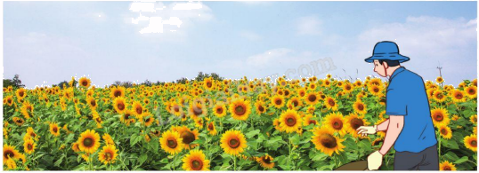 Toán lớp 5 Bài 39. Luyện tập chung - SGK cánh diều 9