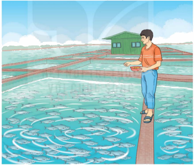 Toán lớp 5 Bài 39. Tìm hai số khi biết hiệu và tỉ số của hai số đó - SGK Kết nối tri thức với cuộc sống 4 1