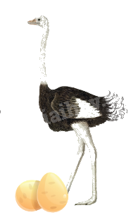 Toán lớp 5 Bài 54. Ôn tập hình học và đo lường - SGK chân trời sáng tạo 8