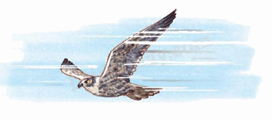 Toán lớp 5 Bài 60. Quãng đường, thời gian của một chuyển động đều - SGK Kết nối tri thức với cuộc sống 1