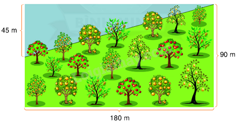 Toán lớp 5 Bài 69. Diện tích hình tam giác - SGK Bình Minh 2