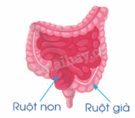 Toán lớp 5 Bài 83. Ôn tập về phân số và các phép tính với phân số - SGK cánh diều 9