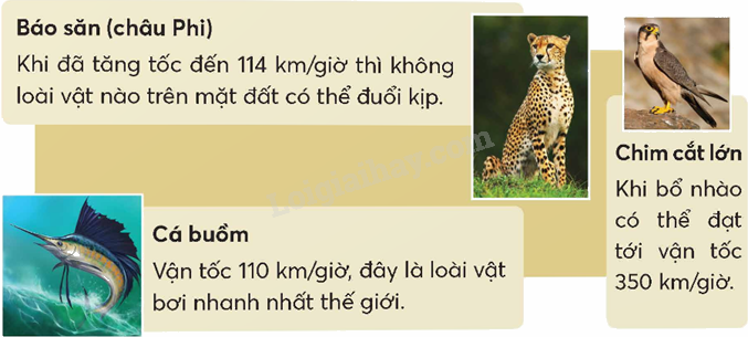 Toán lớp 5 Bài 83. Vận tốc - SGK chân trời sáng tạo 6 1