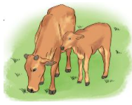 Tổng hợp 20 đề thi học kì 1 Toán 3 Cánh diều có đáp án 0 5