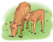 Tổng hợp 20 đề thi học kì 1 Toán 3 Cánh diều có đáp án 5