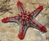 Trả lời thực hành 1 trang 59 SGK Toán 6 Chân trời sáng tạo Tập 2 2