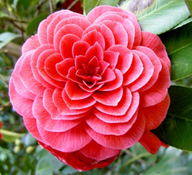 Trả lời thực hành 1 trang 59 SGK Toán 6 Chân trời sáng tạo Tập 2 4