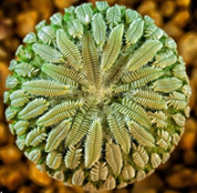 Trả lời thực hành 1 trang 59 SGK Toán 6 Chân trời sáng tạo Tập 2 5