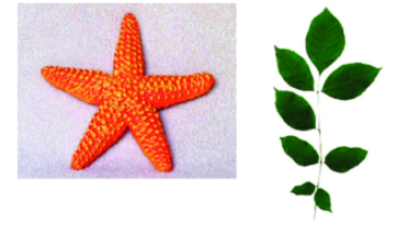 Trả lời thực hành 2 trang 54 SGK Toán 6 Chân trời sáng tạo Tập 2 1