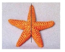 Trả lời thực hành 2 trang 54 SGK Toán 6 Chân trời sáng tạo Tập 2 3