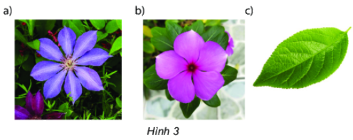 Trả lời thực hành 2 trang 57 SGK Toán 6 Chân trời sáng tạo Tập 2 1