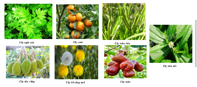 Trắc nghiệm Bài 1: Thu thập và phân loại dữ liệu Toán 8 Cánh diều 0 3