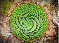 Trắc nghiệm Bài 10: Hình đồng dạng trong thực tiễn Toán 8 Cánh diều 0 30