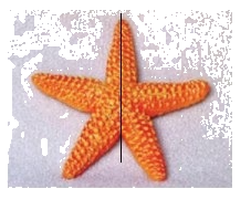 Trắc nghiệm Bài 21: Hình có trục đối xứng Toán 6 Kết nối tri thức 0 14