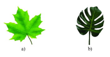 Trắc nghiệm Bài 7: Đối xứng trong thực tiễn Toán 6 Cánh diều 0 1