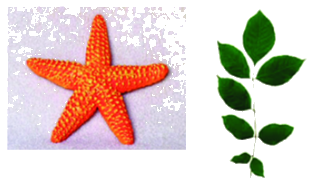 Trắc nghiệm Bài 7: Đối xứng trong thực tiễn Toán 6 Cánh diều 0 6