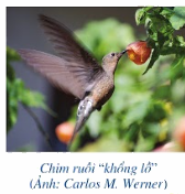 Trắc nghiệm Các dạng toán về phép nhân và phép chia phân số Toán 6 Chân trời sáng tạo 0 2