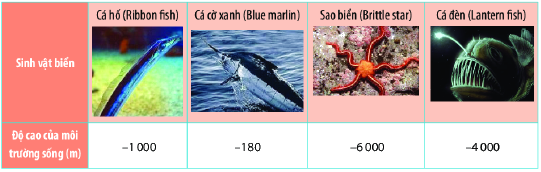 Trắc nghiệm Các dạng toán về thứ tự trong tập hợp số nguyên Toán 6 Chân trời sáng tạo 0 3